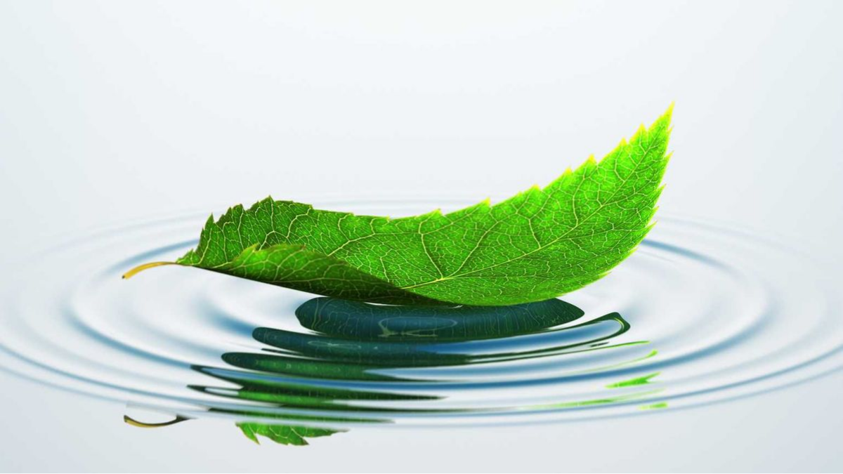 Hãy sống như một chiếc lá